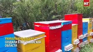 Уникальную пасеку создали в Северном Казахстане. Она расположена в Костанайской области