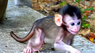 Adorable Baby Monkey | Mommy Teaching Little Baby Monkey Walking Around Her