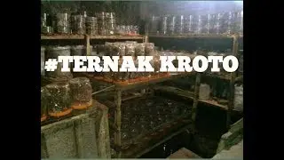 CARA TERNAK KROTO DIDALAM TOPLES