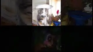 #мем