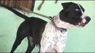 Check quality D/o of Import Sando|Beautiful Bully kutta female|Large size Bully female