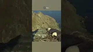 Eagles Arguing - Ozzy Man Quickies