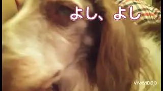 目が、とろんとろんな位、眠そうなのにママの足を舐めるワンコ