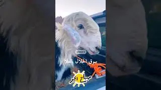 حراج اهل العلا للمواشي كل اربعاء  20/4/1446