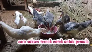 cara ternak entok untuk pemula