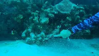 Scuba Diving in Shipwreck in Barbados