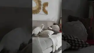 Minik kedi büyük kediye kafa tutuyor 🙀 #cats #cat #prensesgiller #keşfet #komikvideolar