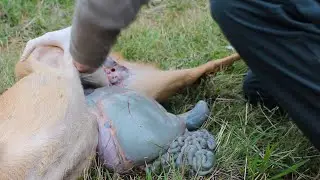 JungJäger1x1 - Rehwild SAUBER im LIEGEN aufbrechen (nicht nur für Jungjäger)