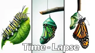 Monarch Butterfly Life Cycle - Time lapse  