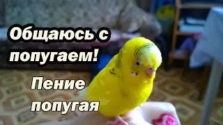 Как правильно общаться с попугаем? Разговариваю с попугаем. Пение волнистого попугаю.