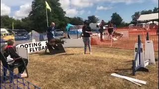 Scouty Flyball