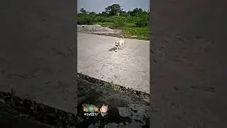 Labrador dog