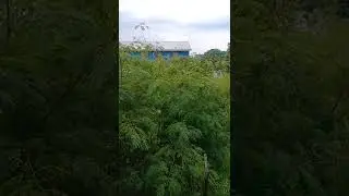 bocil lagi coli di kebun😂
