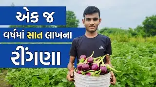 7 લાખની રીંગણી || ચોકલેટ ગુલાબી રીંગણ || રીંગણીનું વાવેતર || Making money in brinjal