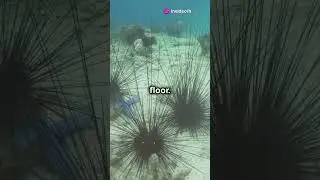 Underwater Rivers: Nature's Hidden Marvels! #earthfacts #facts #earthcuriosities #science #earth