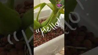 🪴🧐🥴DON'T Cut Corners 🙆🏼‍♀️🫣🤪 Panarica prismartocarpa spike 'Over There!' #ninjaorchids #shorts