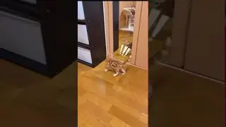 What is a scary cutie cat in the mirror #cutecat #silly #yellowcat