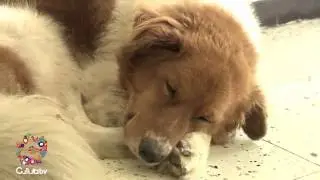 Cultura TV: Protección animal.