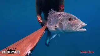 Squame, Pinne e Denti Affilati - Pesca in Apnea