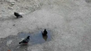 LA CALDAZZA - TRE COLOMBI UN PASSERO E UNA PISCINA... più o meno