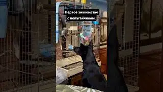 Первое знакомство 🤗