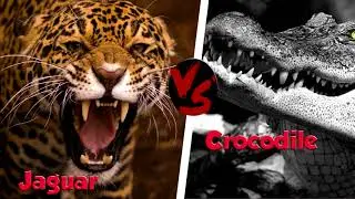 10 САМЫХ УЖАСНЫХ БИТВ ЖИВОТНЫХ