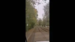 Осенний лес 04.10.24 в Москве