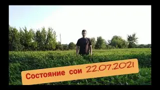 Соя смотрим что и как