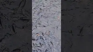 Mirik Lake Fish #mirik #lake #fish