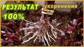 The easiest and best ways to grow cuttings