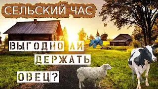 Выгодно ли держать овец?  Сельский час