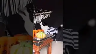 Dog Plays Bar Chimes With Halloween Props - 1532420-4