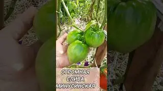 Крупноплодные коллекционные сорта томатов.
