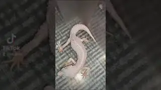Пробовала ночью накормить Зефирку, пока не ест.