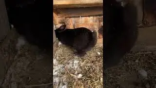 Кролик метит территорию.