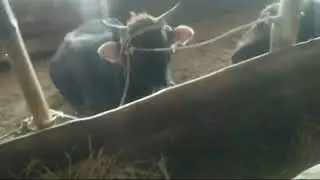 МОЛ БОКИШ ,МОЛХОНА КО'РИНИШИ
