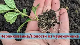 08.08.2023❗Про черенкование метельчатых гортензий/Кто переехал в контейнеры?/Как там Самарская Лидия