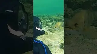 Подводное братство