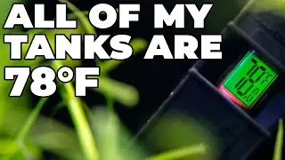 Why I Keep All Of My Tanks At 78°F