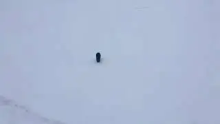Дикая ласка пришла к рыбаку