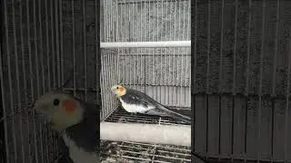 Masteran Burung Falk Gacor