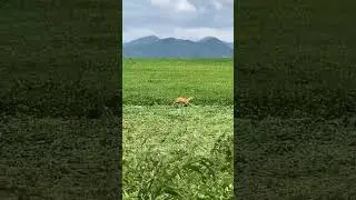 Srnček na čerstvo pokosenom poli
