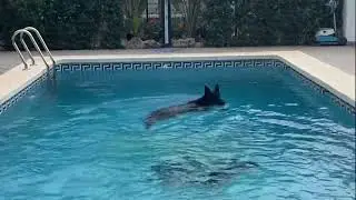 My German Shepherd Loves To Swim!😂🐾   #blackgsd #gsd #germanshepherd #swimmingpool #pets #animals