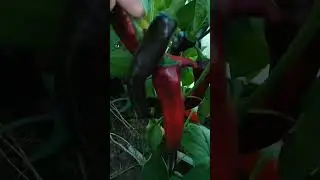 Перчики. Август.