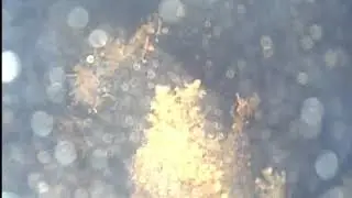 Что подо льдом озер Иксинского болота?!