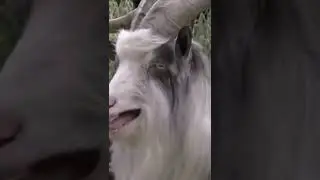 Козел волка напугал😂!#shorts
