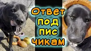 Говорящий волкособ Гулдан рассказывает про свои игрушки.