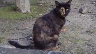 Chatting with a cat in Japanese