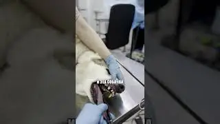 Собака без лапы начала задыхаться... 
