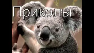 Приколы №2